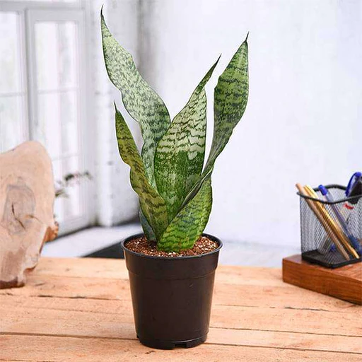 Snake Plant Mini image